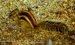 Funambulus pennantii