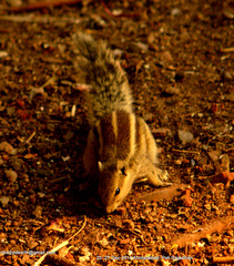 Funambulus pennantii