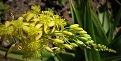Bulbine latifolia latifolia