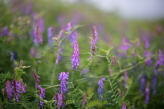 Vicia tenuifolia