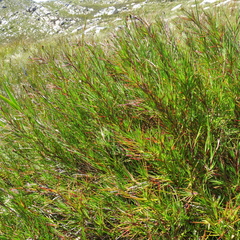 Cliffortia aculeata