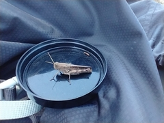 Calliptamus madeirae