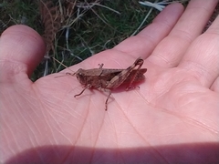 Calliptamus madeirae