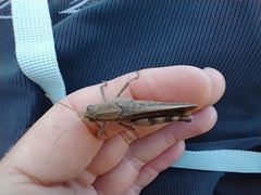 Calliptamus madeirae