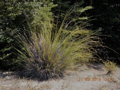Chionochloa rigida rigida