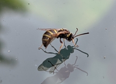 Argogorytes nigrifrons