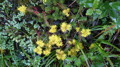 Sedum morrisonense