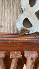 Zanclognatha laevigata