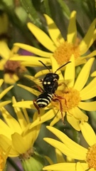 Nomada flavopicta