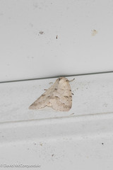 Acronicta innotata