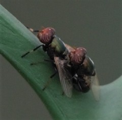Physiphora alceae