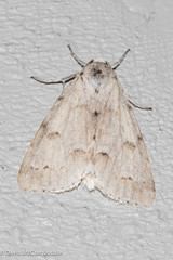 Acronicta innotata
