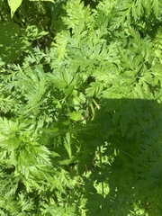 Anthriscus cerefolium