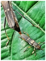 Thranius bimaculatus