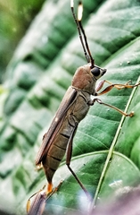 Thranius bimaculatus
