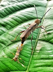 Thranius bimaculatus
