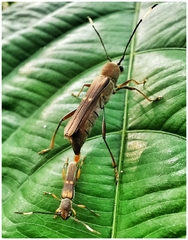 Thranius bimaculatus