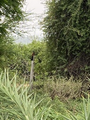 Centropus sinensis parroti