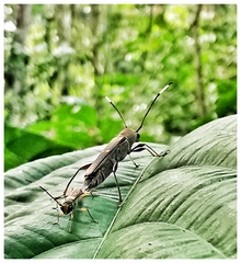 Thranius bimaculatus