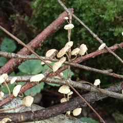 Collybiopsis ramealis