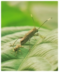Thranius bimaculatus