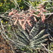 Gonialoe variegata - Photo (c) Nicola van Berkel,  זכויות יוצרים חלקיות (CC BY-SA), הועלה על ידי Nicola van Berkel