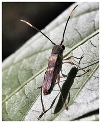 Thranius bimaculatus