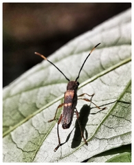 Thranius bimaculatus