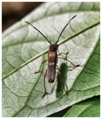 Thranius bimaculatus