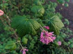 Ribes sanguineum glutinosum