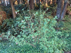Ribes sanguineum glutinosum