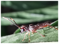 Thranius bimaculatus