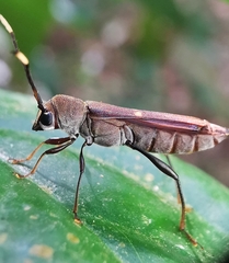 Thranius bimaculatus