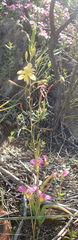 Bulbine succulenta