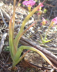 Bulbine succulenta