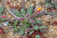 Camissoniopsis micrantha