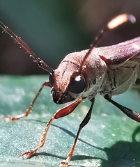 Thranius bimaculatus