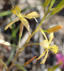 Bulbine succulenta