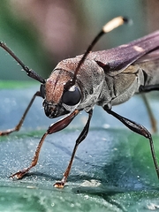 Thranius bimaculatus