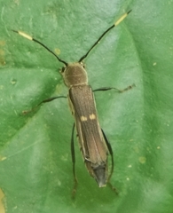 Thranius bimaculatus