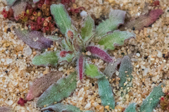 Camissoniopsis micrantha