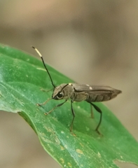 Thranius bimaculatus