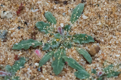 Camissoniopsis micrantha