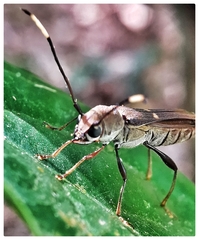 Thranius bimaculatus