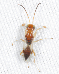 Anteon