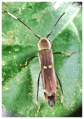 Thranius bimaculatus