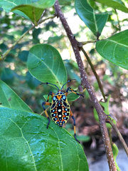 Pachylis nervosus