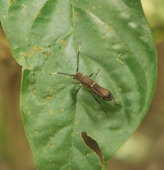 Thranius bimaculatus