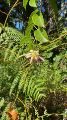 Passiflora contracta