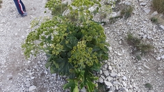 Heracleum sphondylium orsinii